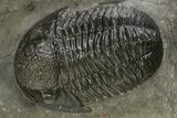 Big, Fat Gerastos Trilobite Fossil - Morocco #311058-1